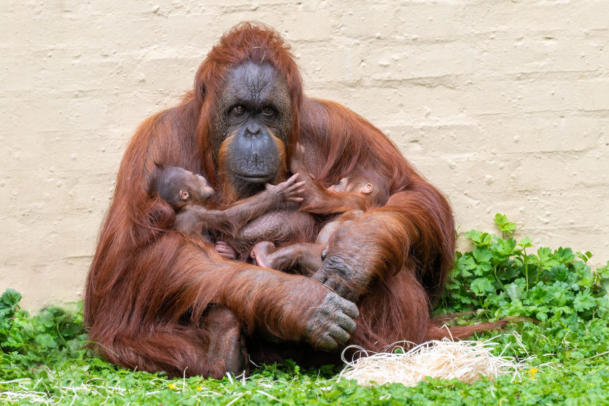 As orangotangas cuidam de seus filhotes at os 9 anos