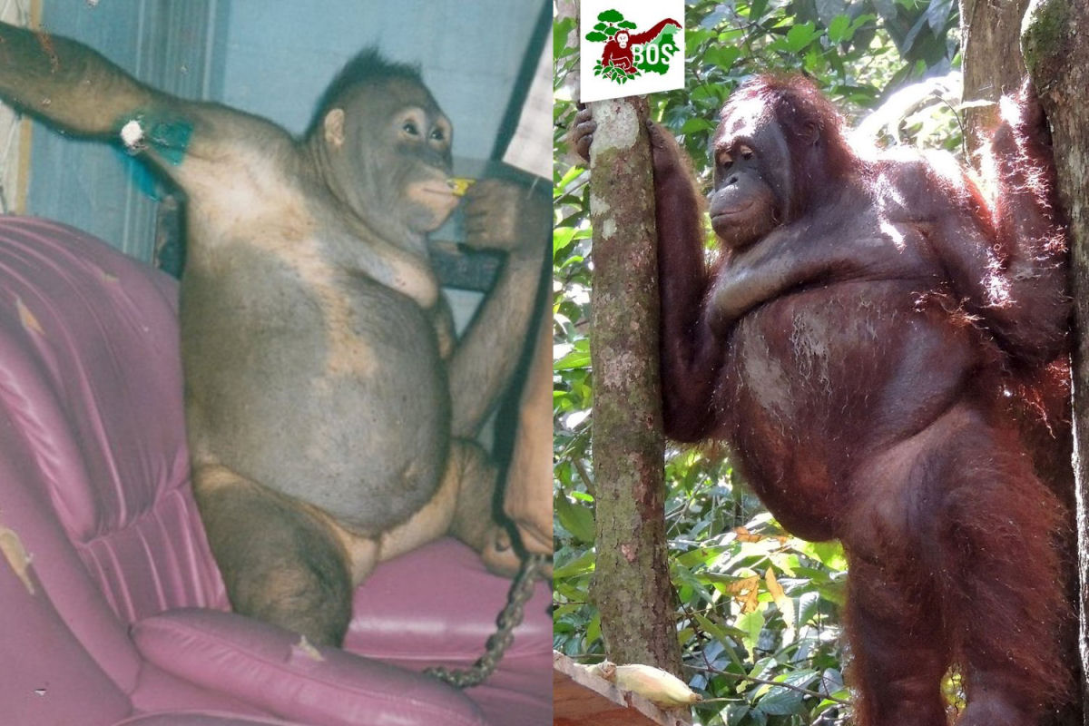 A incrvel recuperao da orangotanga abusada em um bordel 