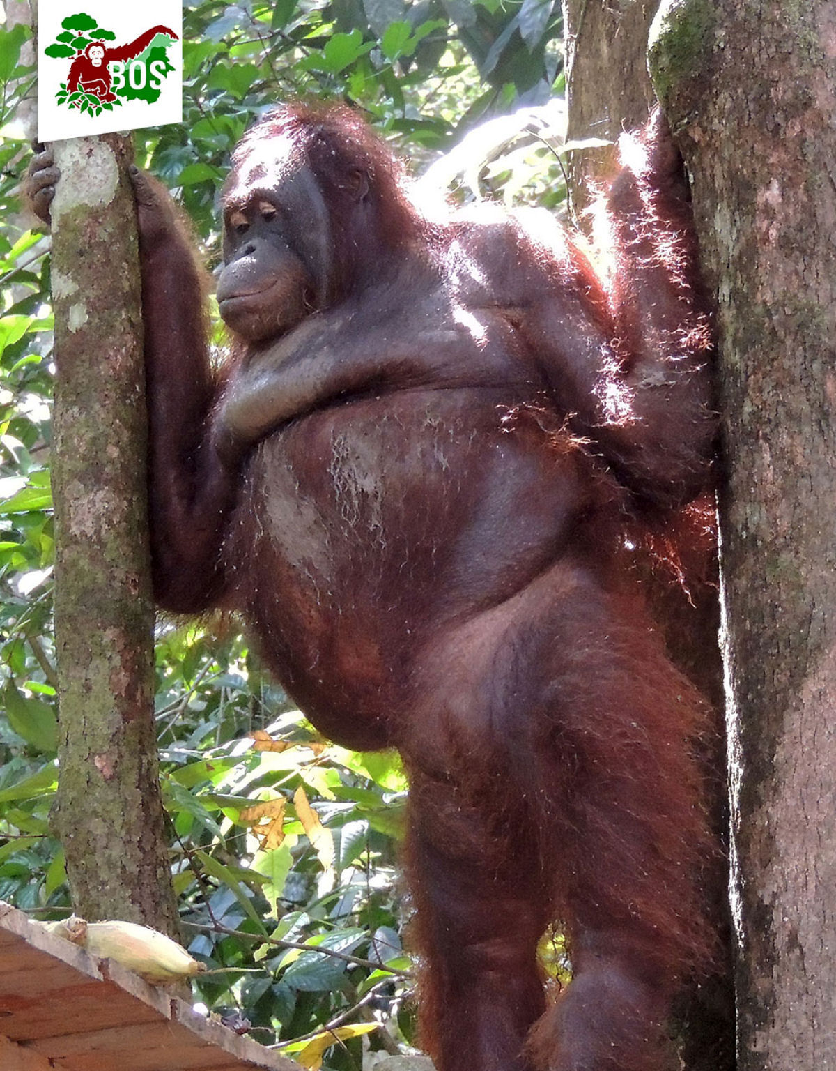 A incrvel recuperao da orangotanga abusada em um bordel 