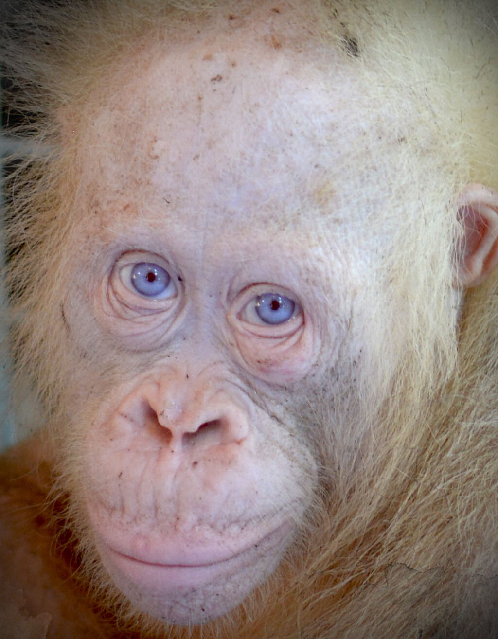Deslumbrante orangotango albino de olhos azuis  resgatado dos captores