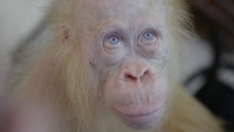Voc tambm pode ajudar Alba, o nico orangotango albino, a ter um lar