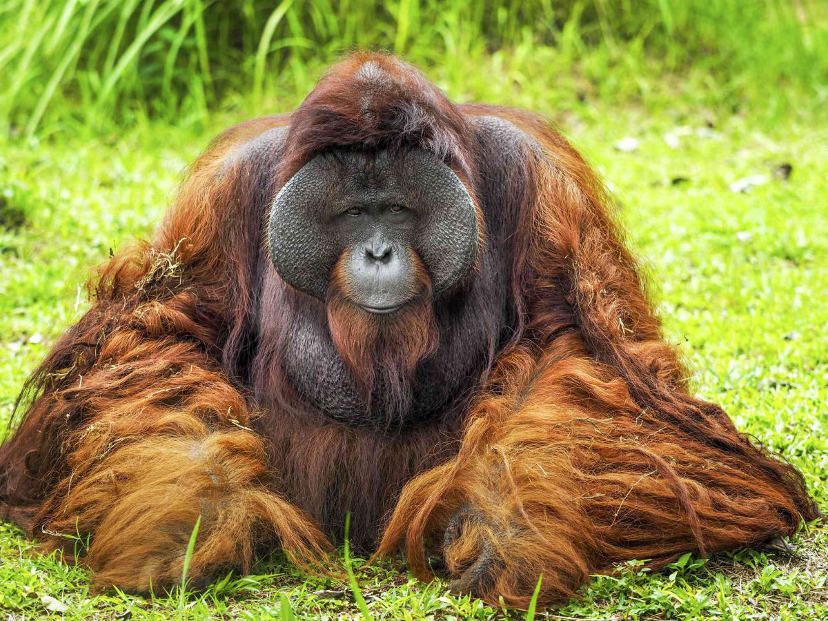 Vocabulários do orangotango são moldados pela socialização com os outros, assim como os humanos