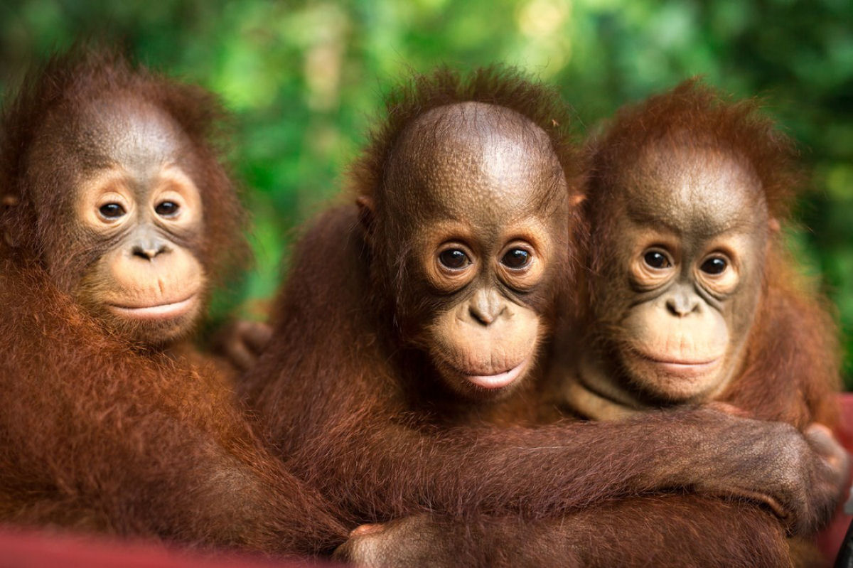 Santurio de Orangotangos   nova esperana aos primatas ameaados de extino em Bornu
