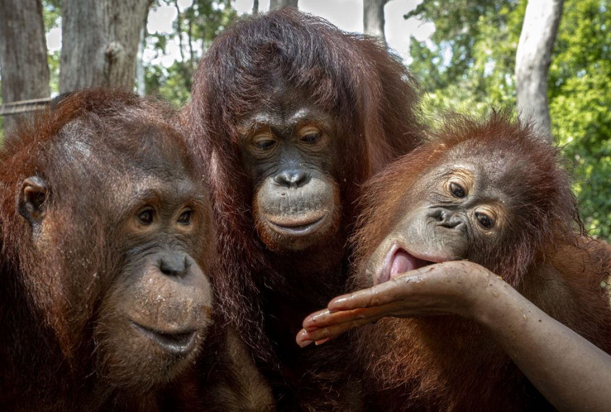Santurio de Orangotangos   nova esperana aos primatas ameaados de extino em Bornu