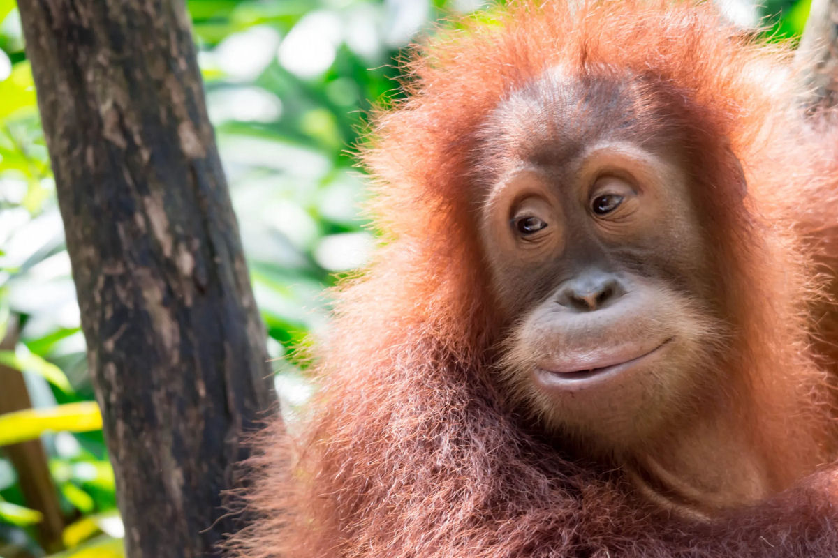 Vdeo incrvel mostra orangotanga montando uma rede