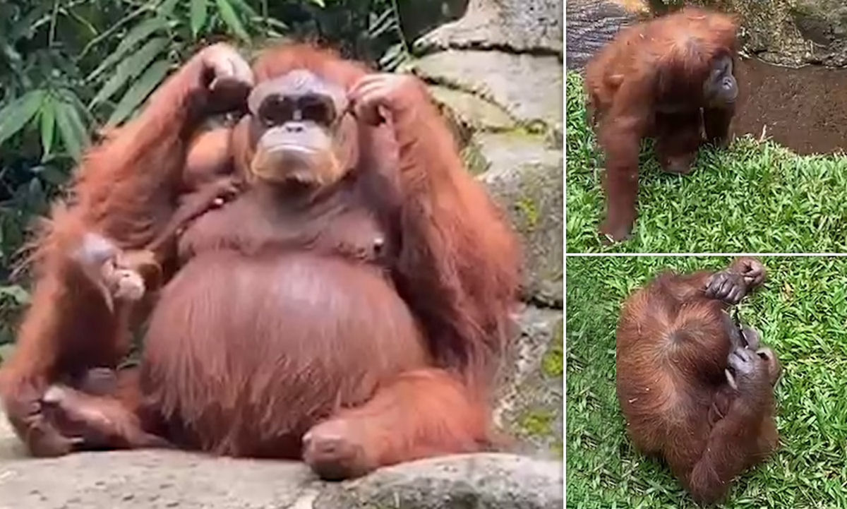 Orangotanga usa culos de sol depois que turista o deixou cair em seu recinto