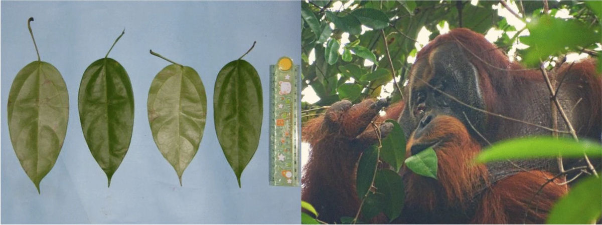 Orangotango  observado curando uma ferida com uma planta analgsica, algo nunca visto em um animal selvagem