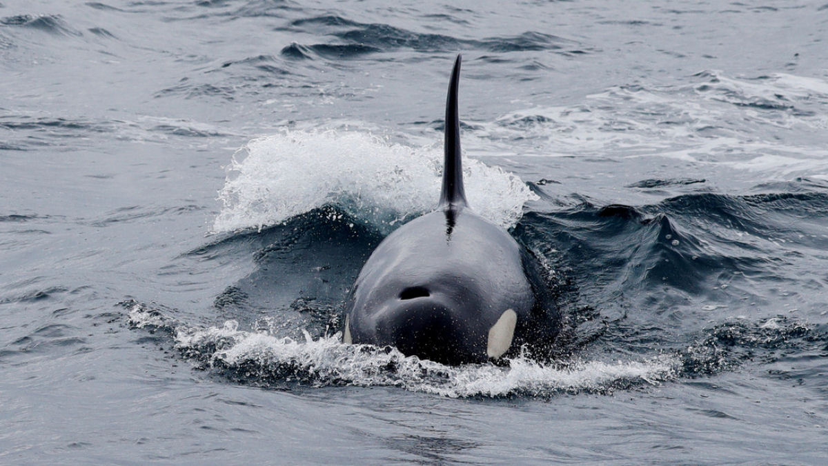 Orcas atacam um velero durante duas horas perto da costa de Gibraltar
