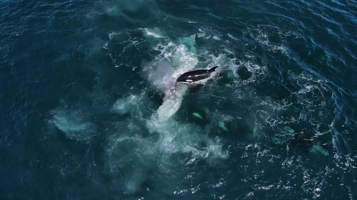 Imagens raras de drones mostram 30 orcas atacando um par de baleias e tentando comê-las vivas