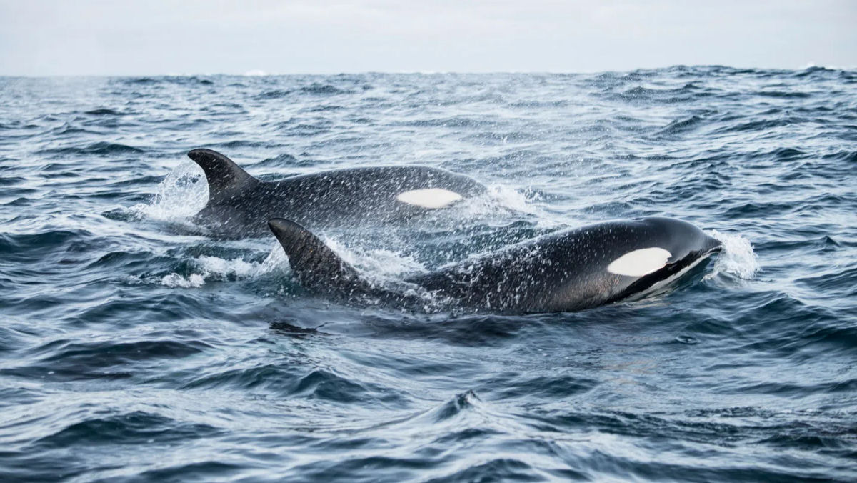 Orcas caçam em pares altamente coordenados e aperfeiçoam seus movimentos com a prática