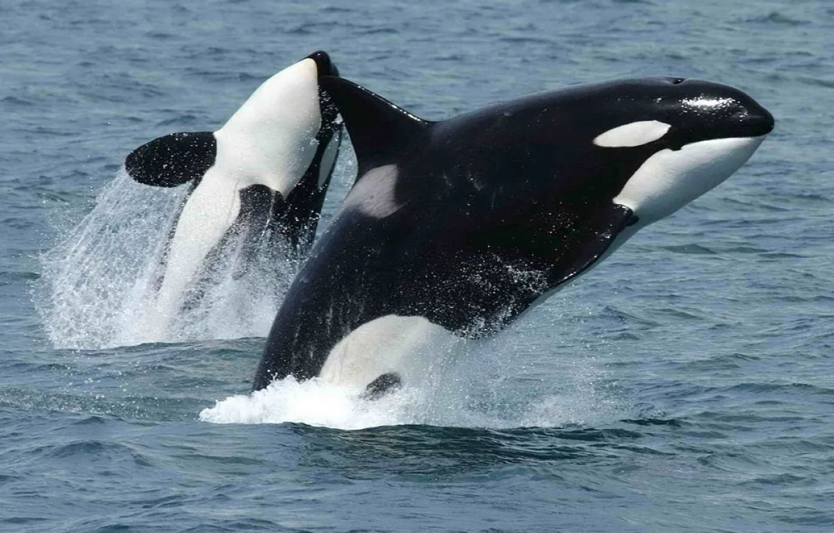 Imagens raras de drones capturam orcas se alimentando de golfinhos-climenes