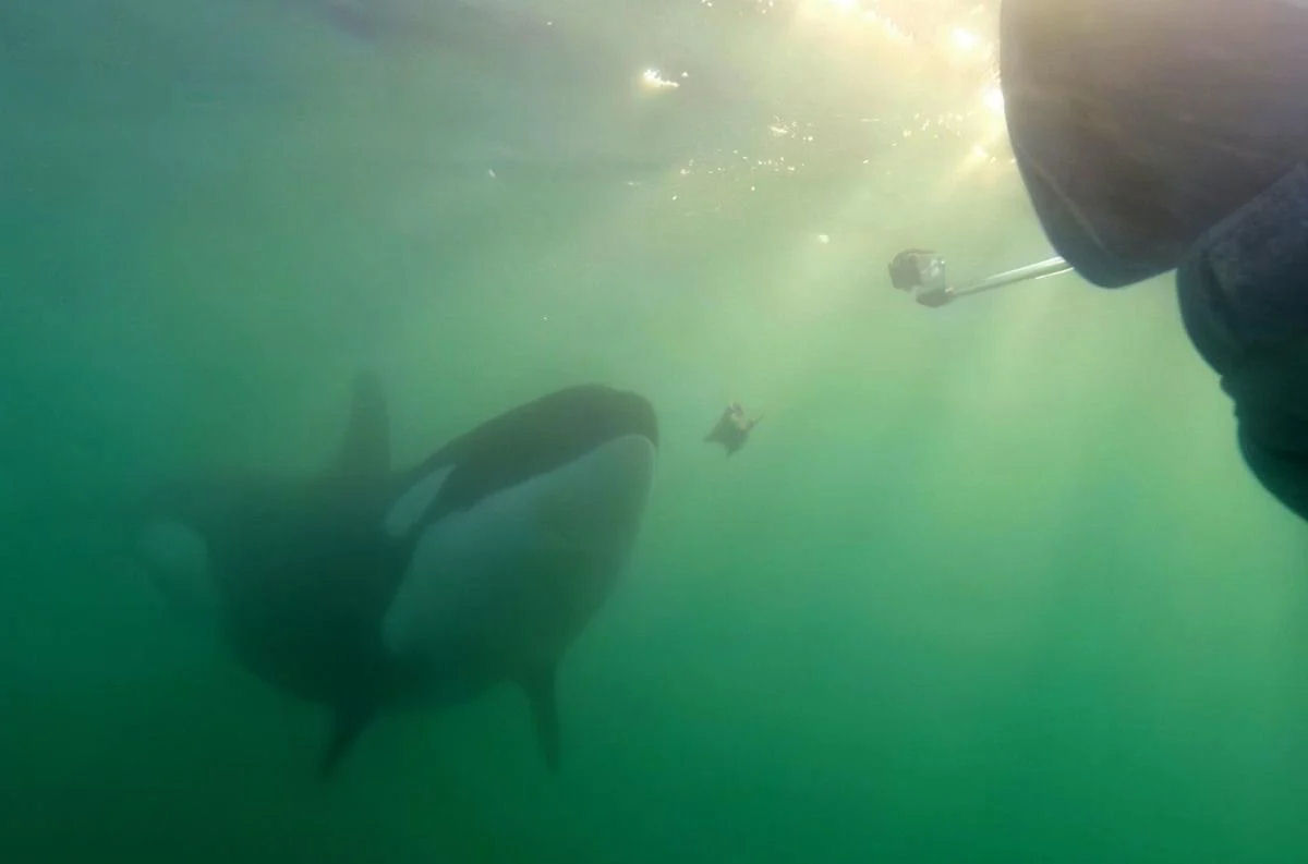 Orcas que compartilham presas com humanos podem estar tentando aprender 'quem somos', diz pesquisador