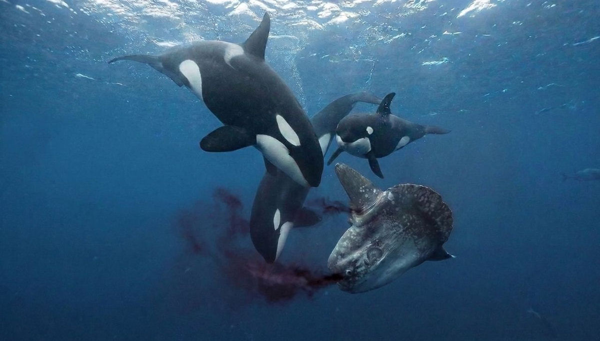 Uma orca segurou um peixe-lua pela cauda enquanto outra o esmagou em pedacinhos