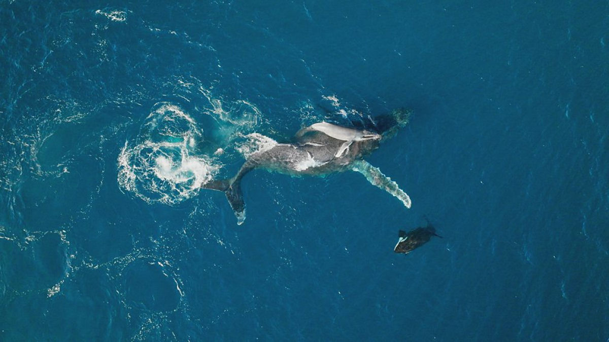 Veja como orcas sequestram um filhote de baleia-jubarte