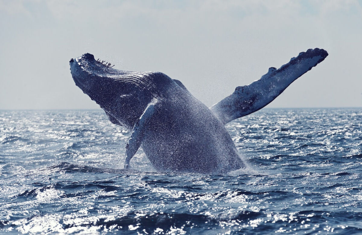 Veja como orcas sequestram um filhote de baleia-jubarte