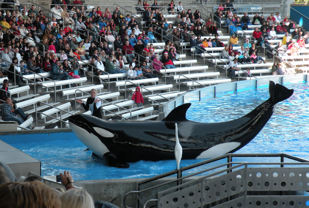 Juiz decide que orcas do Sea World não são escravas nem gente