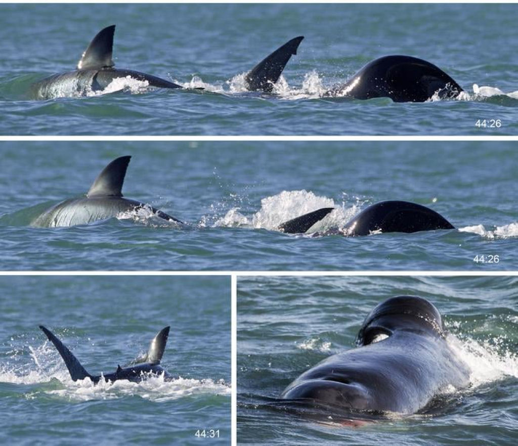 Imagens 'sem precedentes' mostram que uma orca solitria mata um grande tubaro-branco em dois minutos