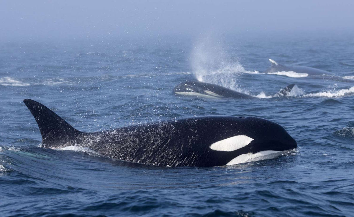 As orcas fazem de tudo para evitar uma baleia-piloto