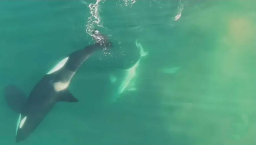 Primeiro vídeo de drone de orcas caçando e matando um tubarão-branco de 3 metros