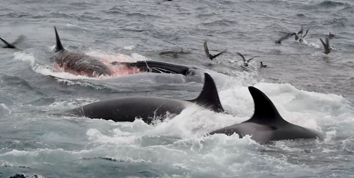 Pesquisadores documentam pela primeira vez orcas caçando o maior animal do mundo
