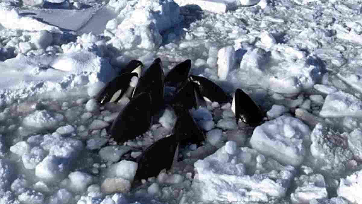 Mais de 10 orcas ficam presas em meio ao gelo flutuante na costa da península de Shiretoko, em Hokkaido