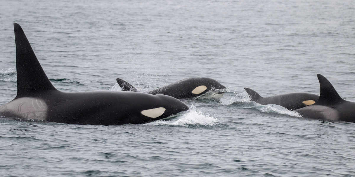Drones e cmeras revelam a vida de orcas residentes