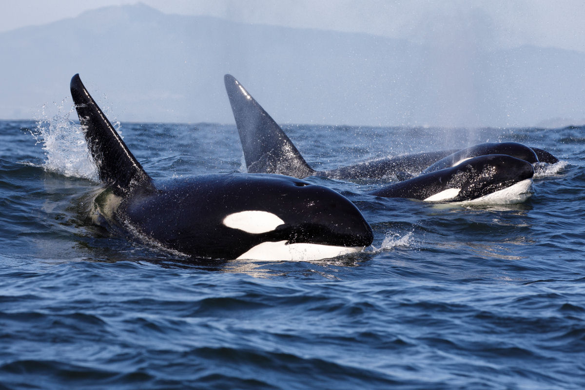 Libertada do cativeiro, uma orca prospera na natureza