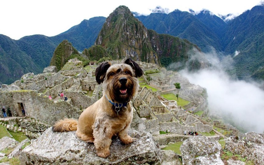 As belas aventuras de Oscar, o cão viajante 05