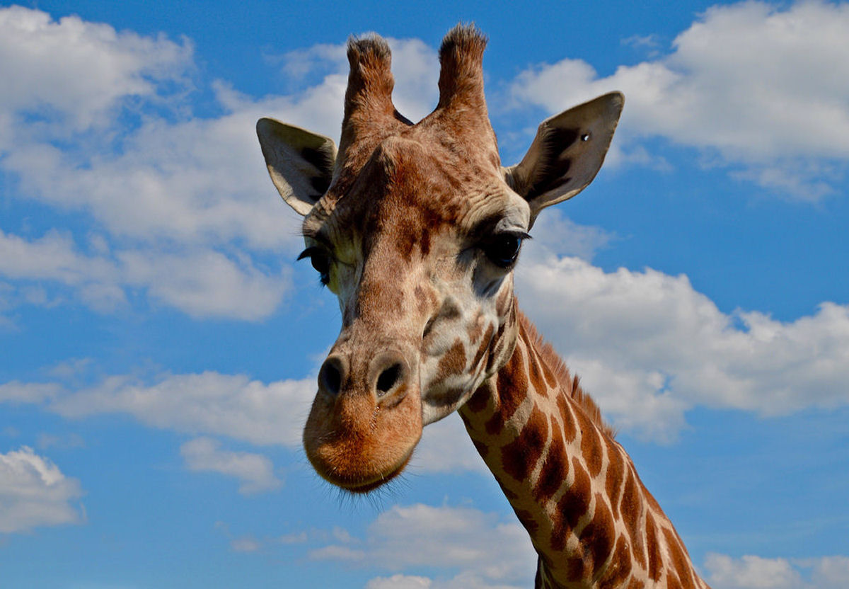 O que s�o aquelas coisas na cabe�a das girafas?
