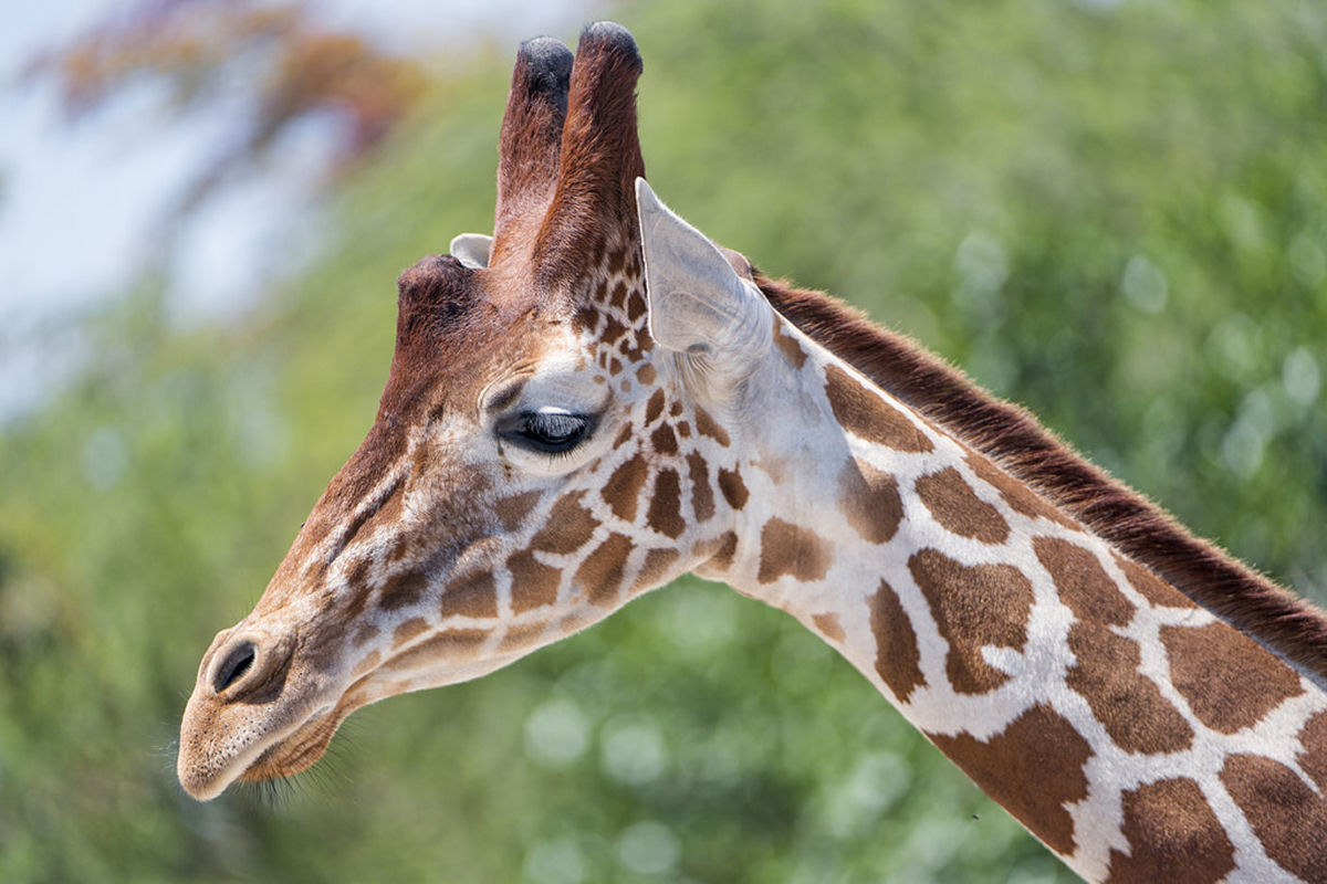 O que s�o aquelas coisas na cabe�a das girafas?