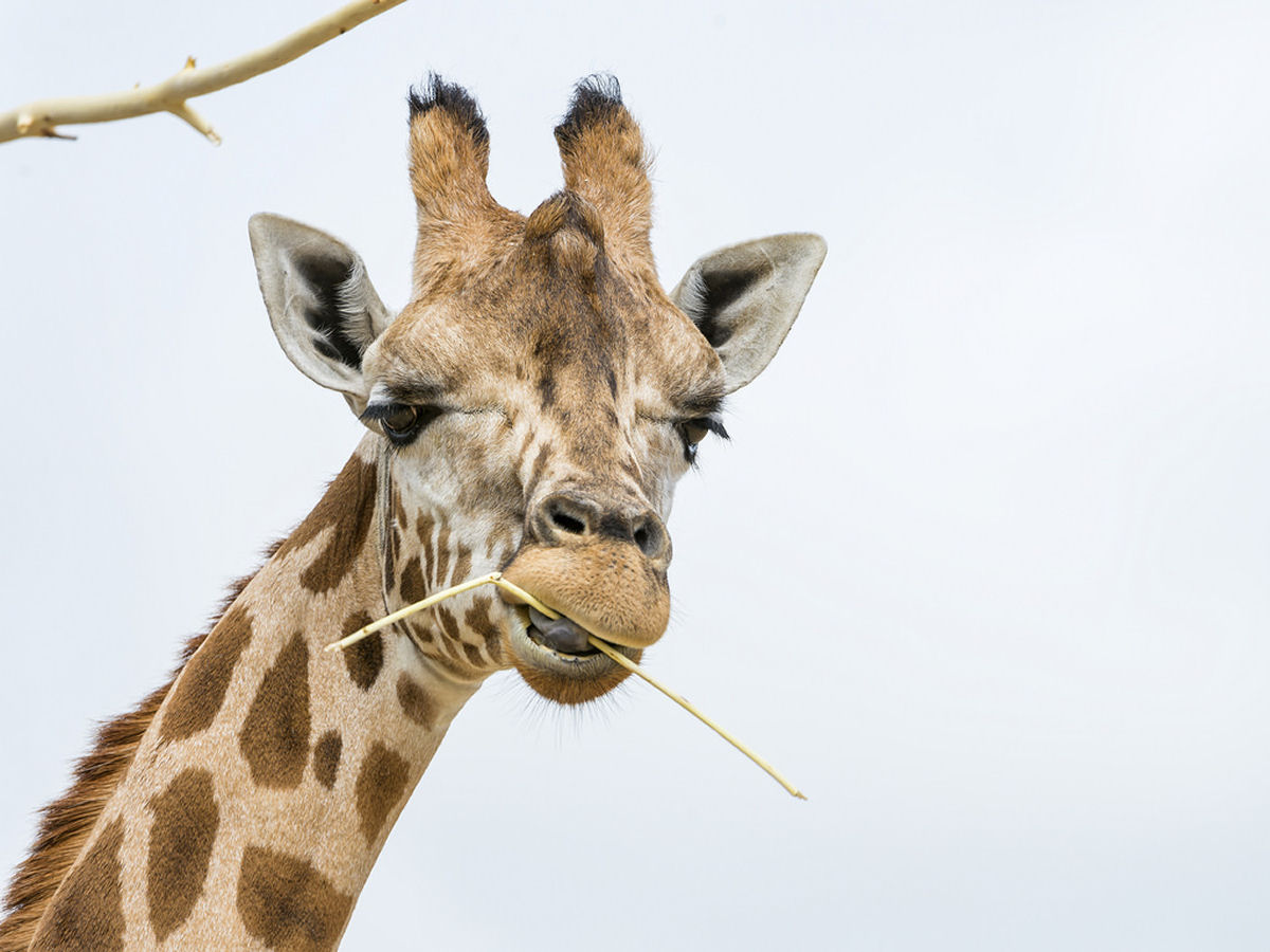 O que s�o aquelas coisas na cabe�a das girafas?