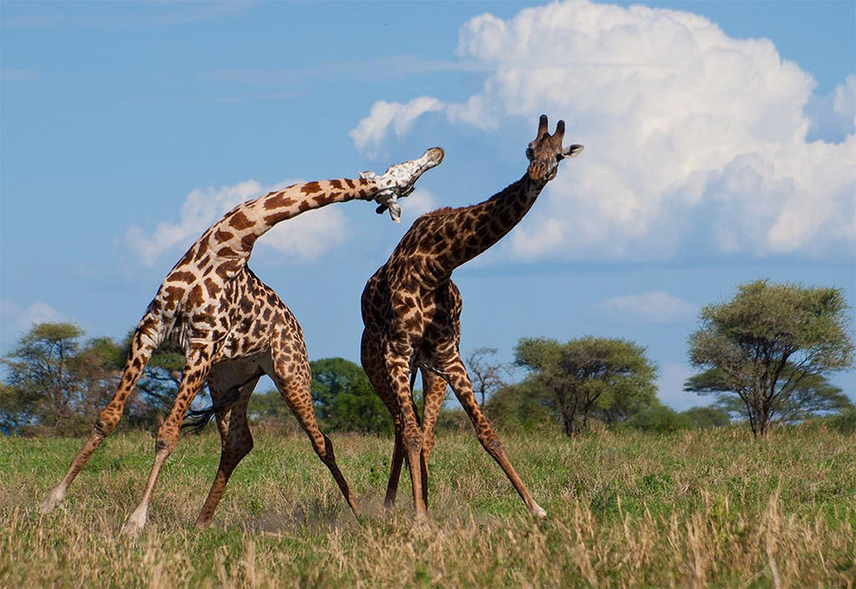 O que s�o aquelas coisas na cabe�a das girafas?