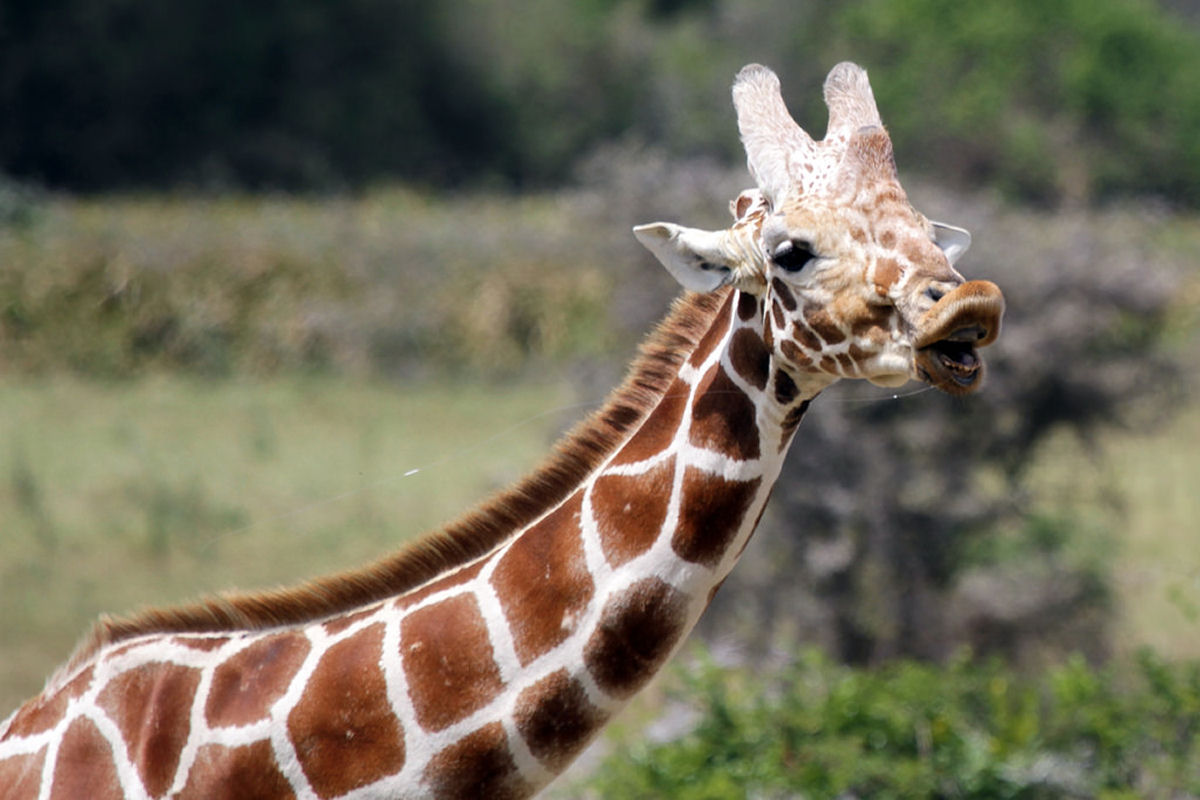 O que s�o aquelas coisas na cabe�a das girafas?