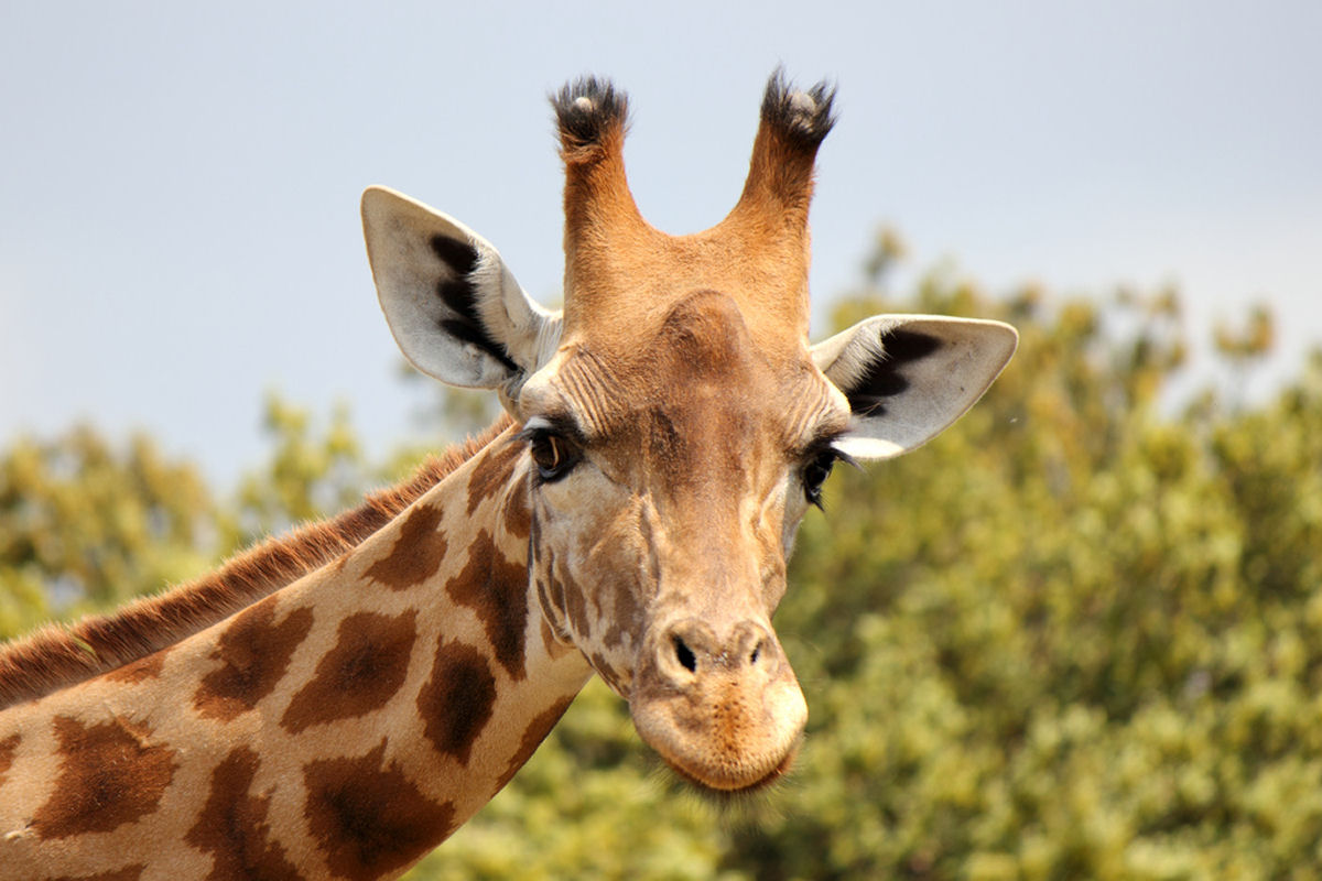 O que s�o aquelas coisas na cabe�a das girafas?