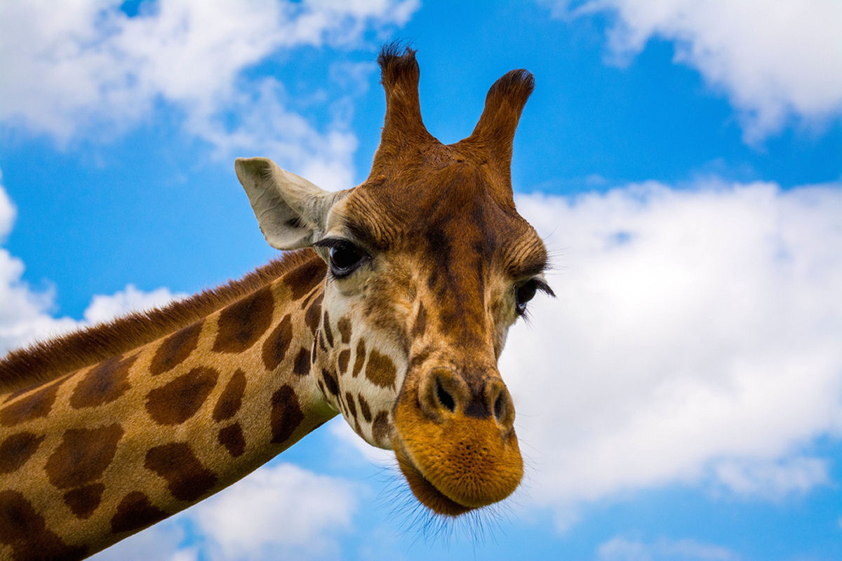 O que s�o aquelas coisas na cabe�a das girafas?