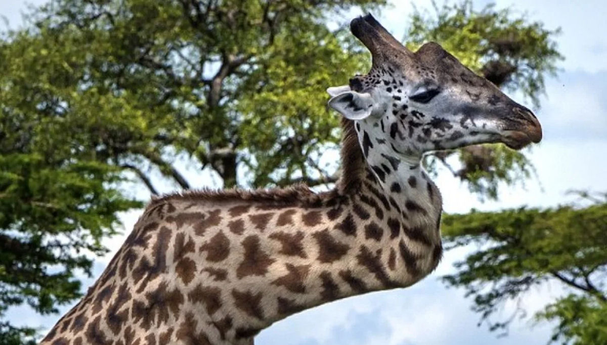 O que s�o aquelas coisas na cabe�a das girafas?