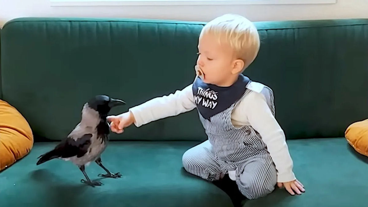 Pequeno corvo chamado Russell adota o filho de seu salvador