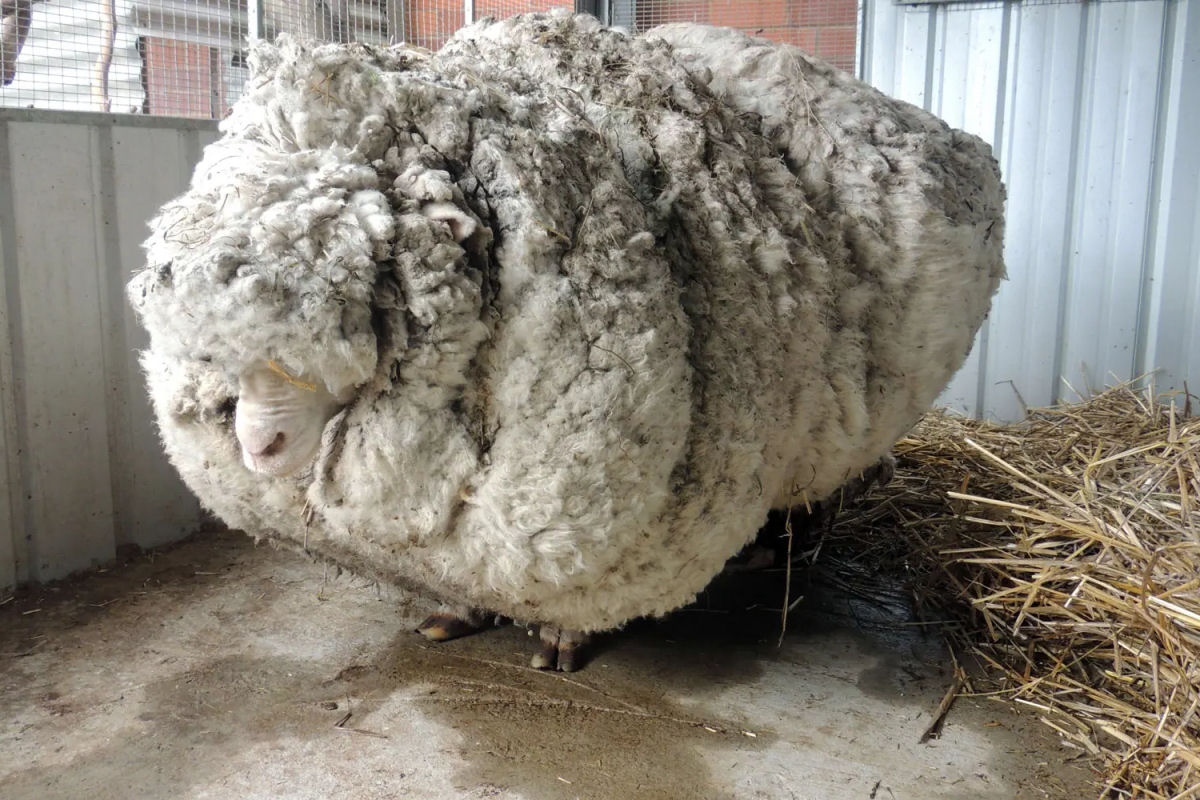 Vdeo do primeiro dia de ovelha negligenciada no abrigo de resgate  comovente