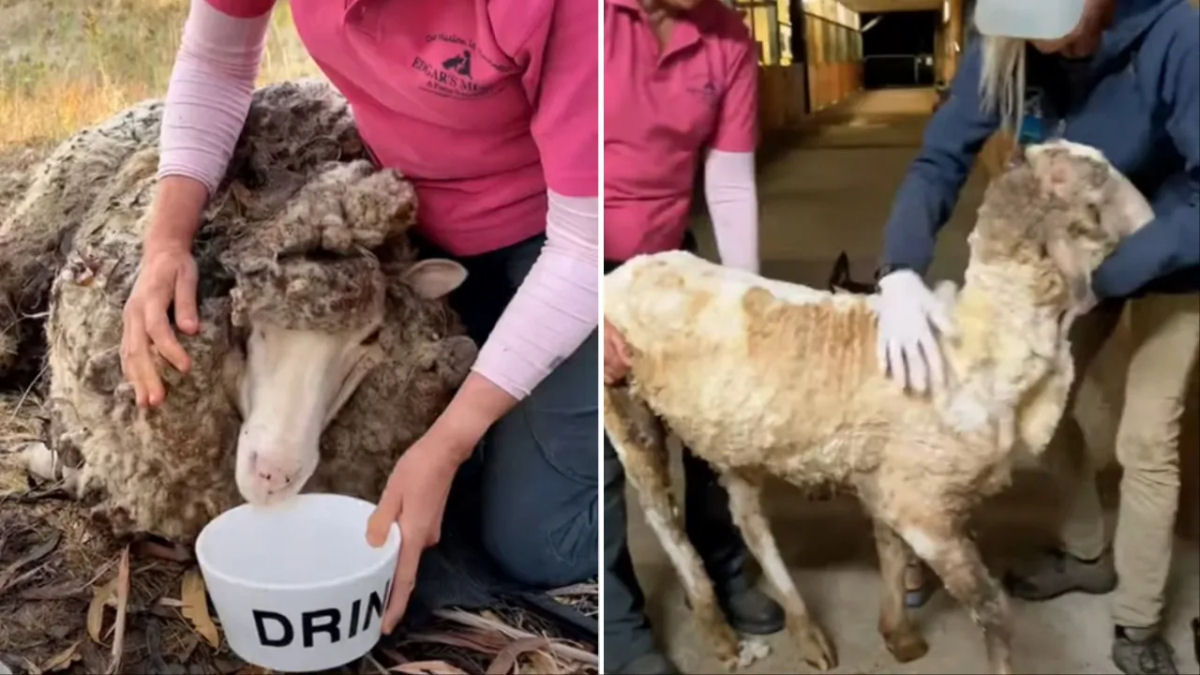 Ovelha negligenciada enterrada sob 40 kg libras de l  finalmente tosquiadas em seu novo santurio