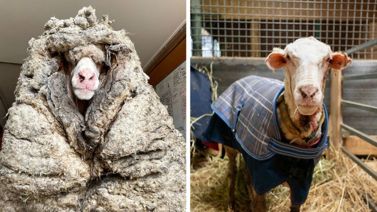 Encontram uma ovelha selvagem com 35 quilos de lã: estava doente e quase cega