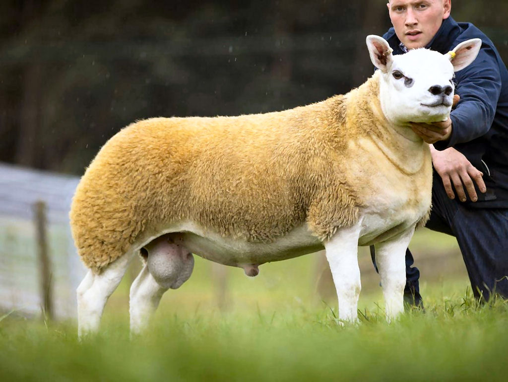 Vendem em um leilão uma ovelha por um preço recorde de 2,7 milhões de reais