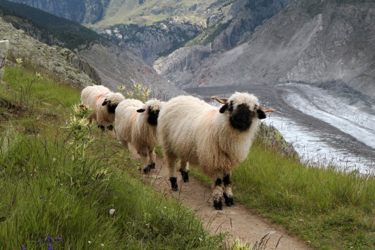 Singularidades extraordinárias de animais extraordinários: a ovelha Nariz-Preto de Valais 02