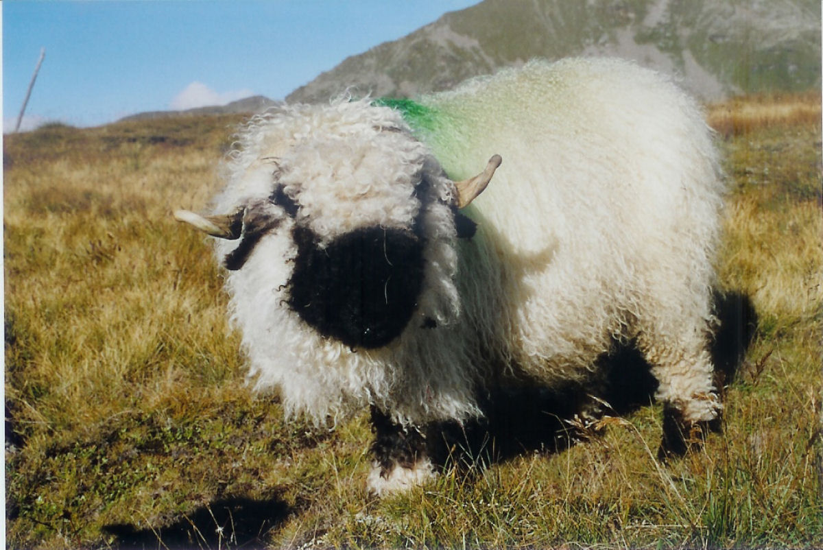 Singularidades extraordinárias de animais extraordinários: a ovelha Nariz-Preto de Valais 03