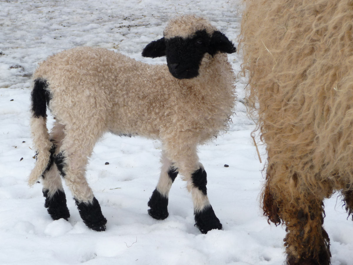 Singularidades extraordinárias de animais extraordinários: a ovelha Nariz-Preto de Valais 04