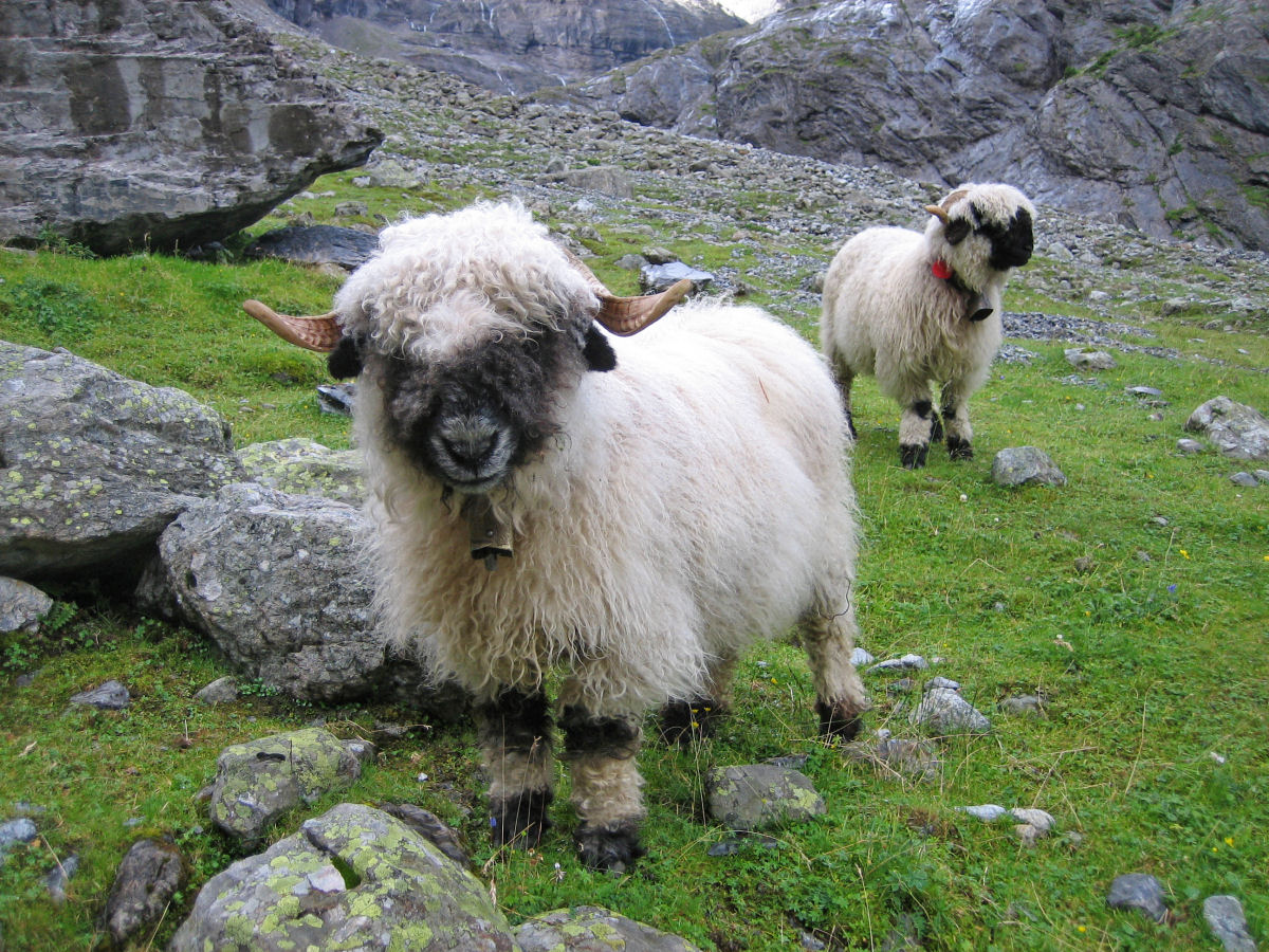 Singularidades extraordinárias de animais extraordinários: a ovelha Nariz-Preto de Valais 05