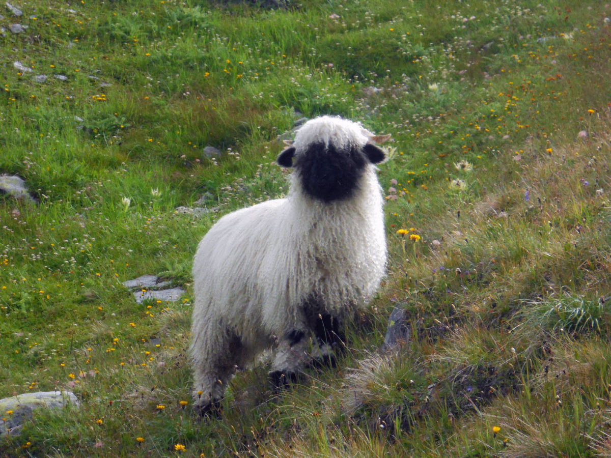 Singularidades extraordinárias de animais extraordinários: a ovelha Nariz-Preto de Valais 06