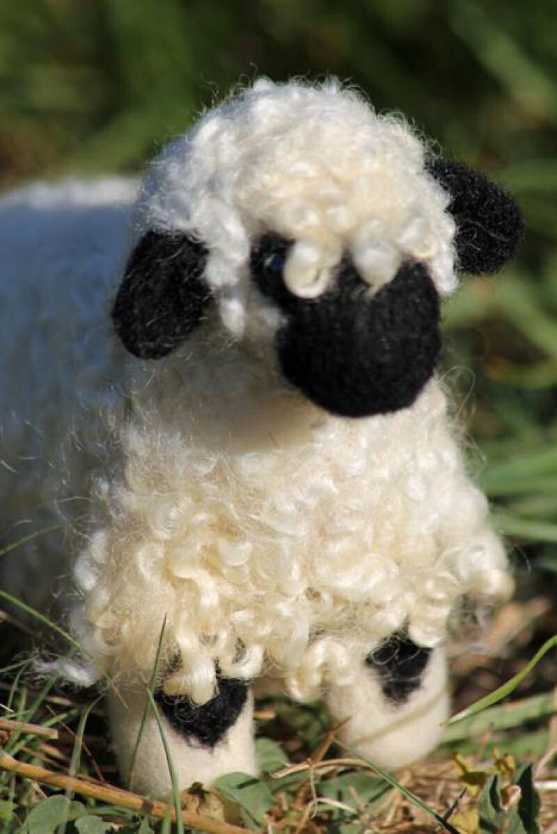 Singularidades extraordinárias de animais extraordinários: a ovelha Nariz-Preto de Valais 07
