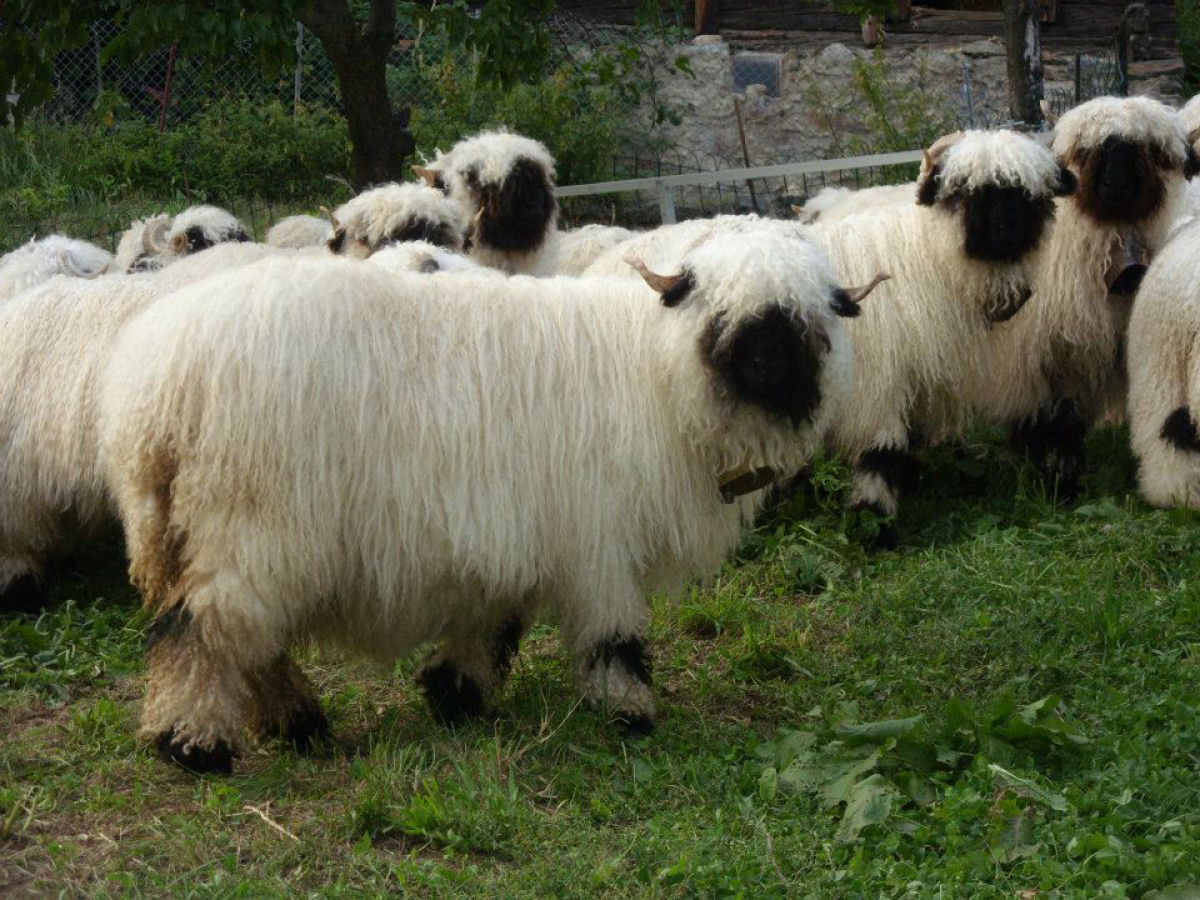 Singularidades extraordinárias de animais extraordinários: a ovelha Nariz-Preto de Valais 09