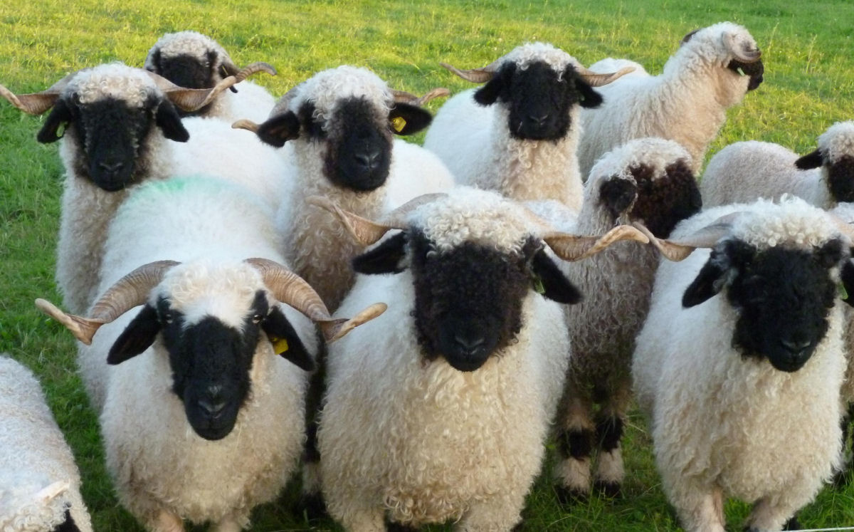 Singularidades extraordinárias de animais extraordinários: a ovelha Nariz-Preto de Valais 10