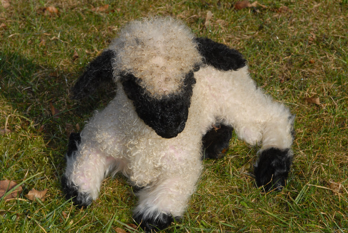 Singularidades extraordinárias de animais extraordinários: a ovelha Nariz-Preto de Valais 11